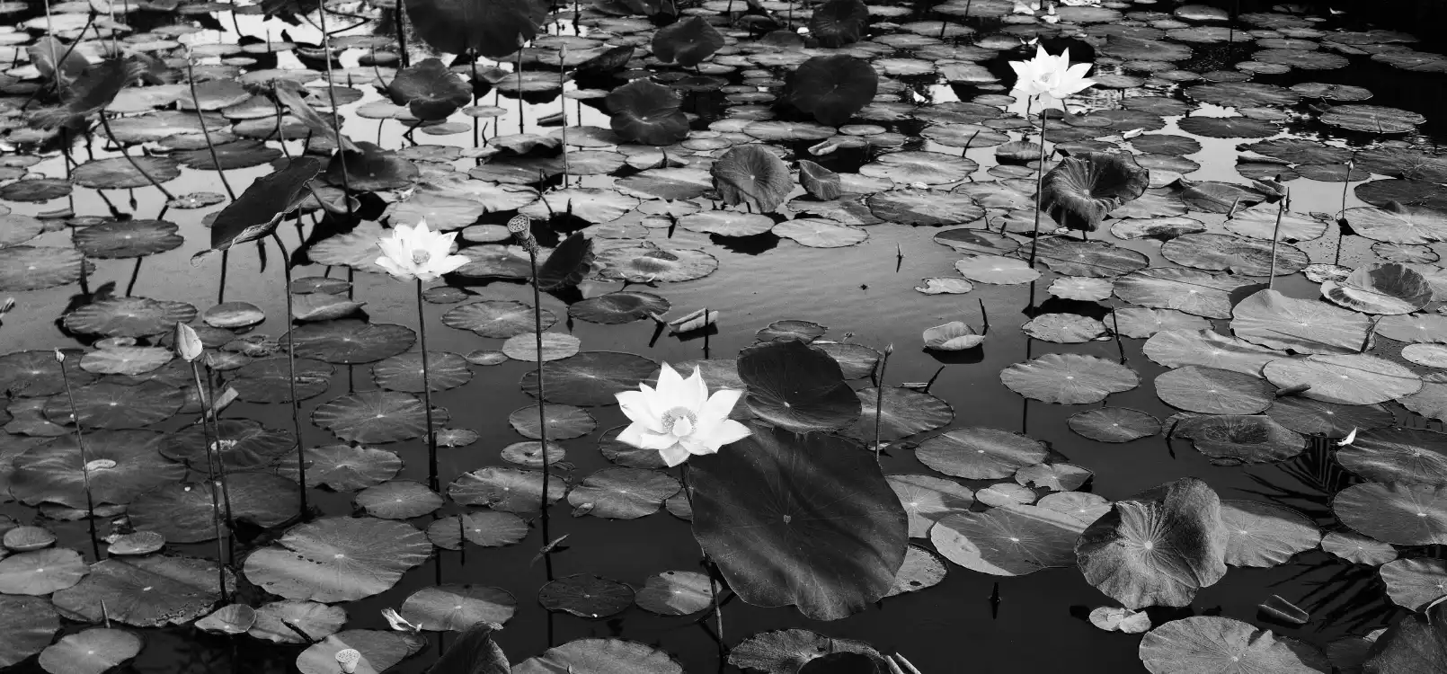 Lily Pond